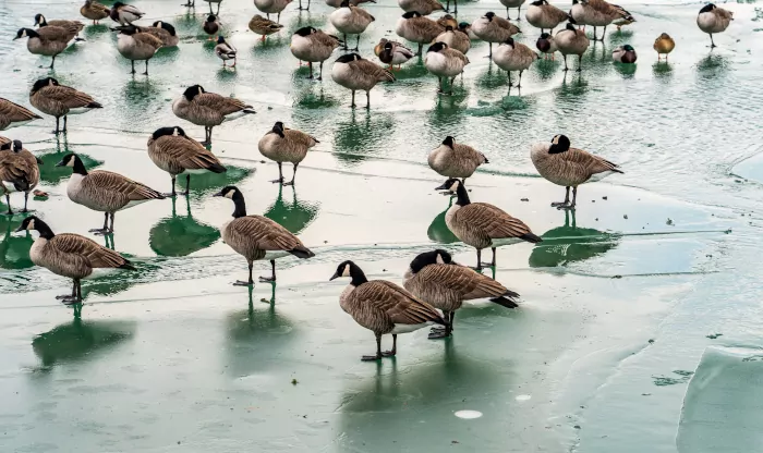 Gänse auf zugefrorenem See - Wärmedämmung mit Daunen und Federn
